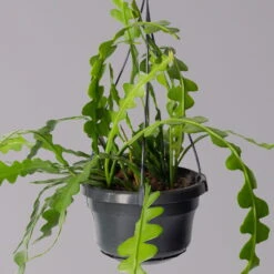 Epiphyllum Anguliger, In Blumenampel, Topf-Ø 14 Cm, Höhe Ca. 35 Cm