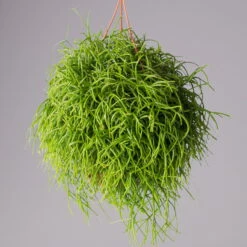 Rhipsalis Baccifera 'Oasis', In Blumenampel, Topf-Ø 14 Cm, Höhe Ca. 25 Cm