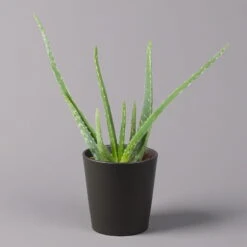 Aloe Vera Mit Keramiktopf Dallas Anthrazit, Topf-Ø 12 Cm, Höhe Ca. 20-35 Cm