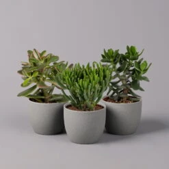 Geldbaum, Verschiedene Formen, Topf-Ø 12 Cm, Höhe Ca. 20 Cm, 3er-Set