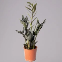 Glücksfeder 'Raven', Schwarz, Topf-Ø 14 Cm, Höhe Ca. 45 Cm