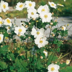 Herbst-Anemone 'Whirlwind' Weiß, 3 Liter Topf