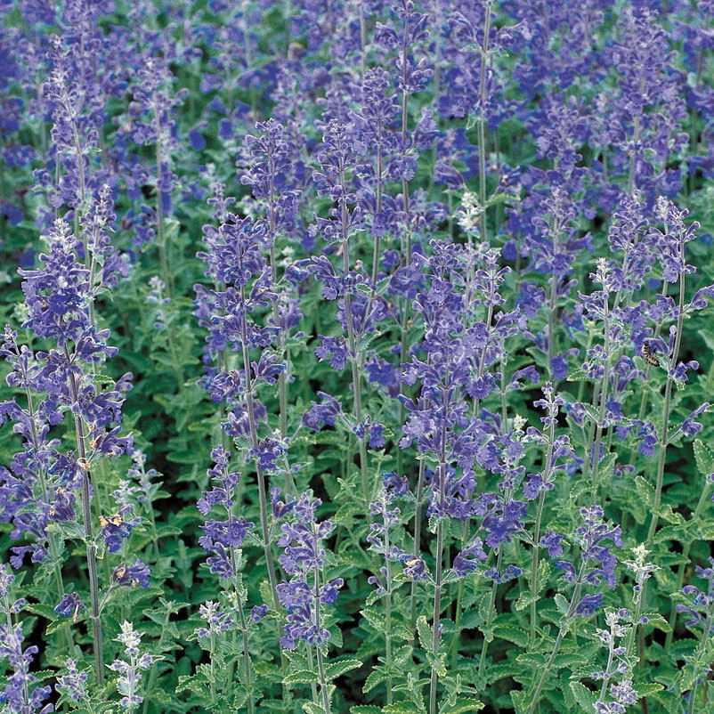 Katzenminze 'Walkers Low' Blau, Topf-Ø 11 Cm, 3er-Set