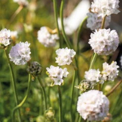 Grasnelke Weiß, Topf-Ø 12 Cm, 3er-Set