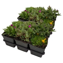 Mittagsblume In Verschiedenen Sorten Im Mix-Set, Topf 7x7 Cm, 2x 6er-Set