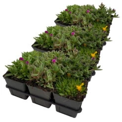 Mittagsblume In Verschiedenen Sorten Im Mix-Set, Topf 7x7 Cm, 3x 6er-Set