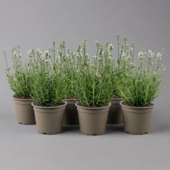 Lavendel 'Alba', Weiß, Topf-Ø 13 Cm, 6er-Set
