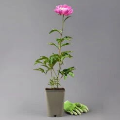 Kölle's Beste Edel-Pfingstrose 'Bowl Of Beauty' Rosa-weiß, 3 Liter Topf