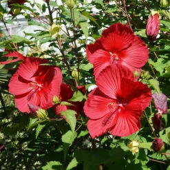 Staudenhibiskus 'My Valentine' Rot, Topf 5 Liter