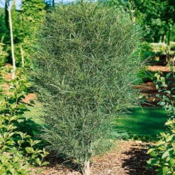 Säulen-Faulbaum, Rhamnus Frangula 'Fine Line'®, Grün, 3er-Set, Topf 5 L