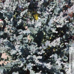 Silberblauer Eucalyptus Gunnii 'Silverana'®, Im 5 Lt. Topf