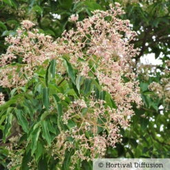 Bienenbaum, Euodia Hupehensis, Weiß, Topf 5 Liter