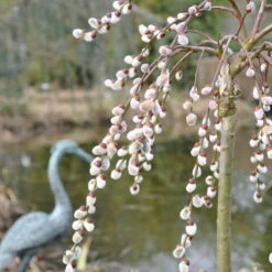 Hängende Kätzchenweide 'Pendula', 125 Cm Stamm, 7,5 Lt. Topf