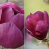 2er-Set Magnolien 'Besonderheiten Purpurrot' 'Black Tulip'®, 'Genie'®, Höhe 40-60 Cm, Im 5 Liter Topf