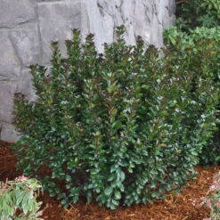 Zwerg-Stechpalme 'Little Pirate'®, 5er-Set, Höhe 30-40 Cm, Topf 3 Liter