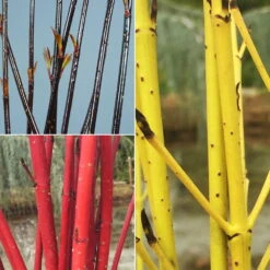 Gehölz-Set Hartriegel Schwarz-rot-gold, 3er-Set, Topf Je 4,6 Liter