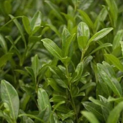 Aufrechter Kirschlorbeer 'Herbergii', 10er-Set, Höhe 80-100 Cm, Topf Je 12 Liter