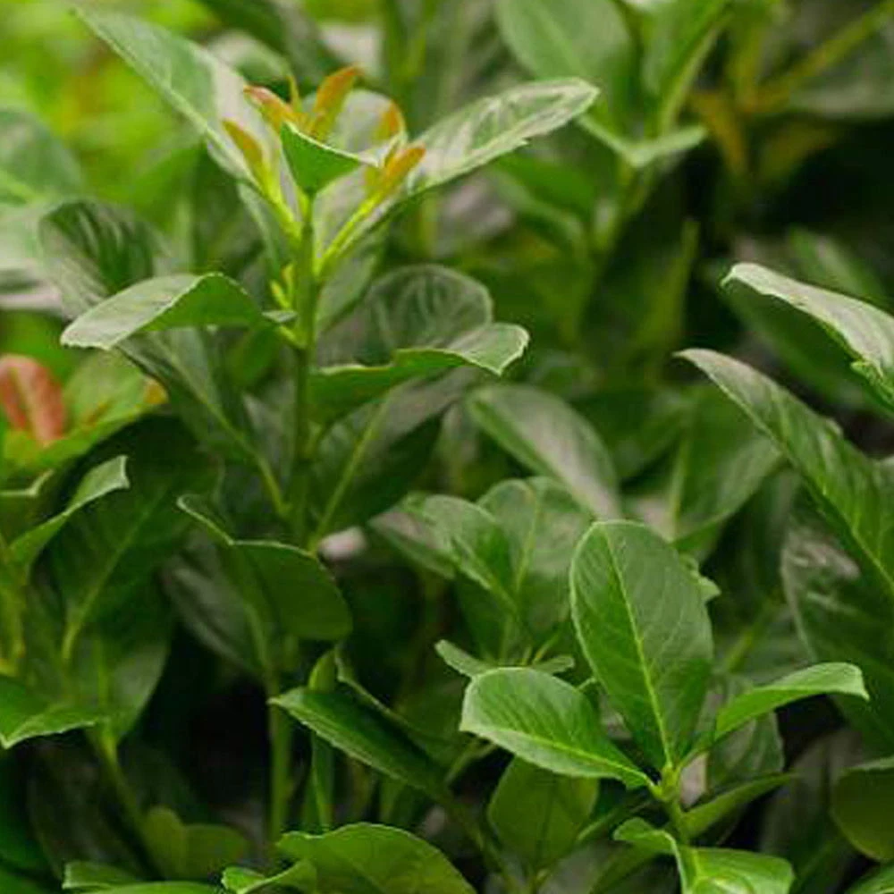 Kirschlorbeer 'Etna'®, 080/100 Cm, 15 Lt. Topf