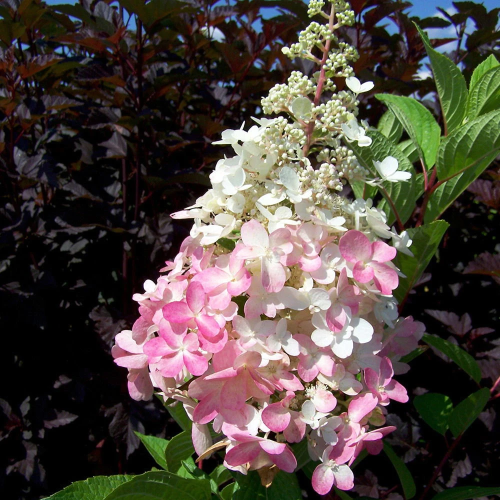 Rispenhortensie 'Pinky Winky'® DVP PinkyⓈ 30/40 Cm, Im 5 L Topf – Bild 5