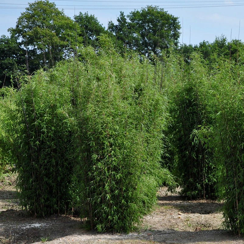 20er-Set Bambus-Hecken-Set Fargesia "Jiuzhaigou 1", Höhe 80-100 Cm, Im 7,5 Liter Topf – Bild 3