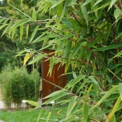 15er-Set Bambus-Hecken-Set Fargesia Spathacea "Red Zebra"®, Zebrabambus, Höhe 80-100 Cm, Im 10 Liter Topf