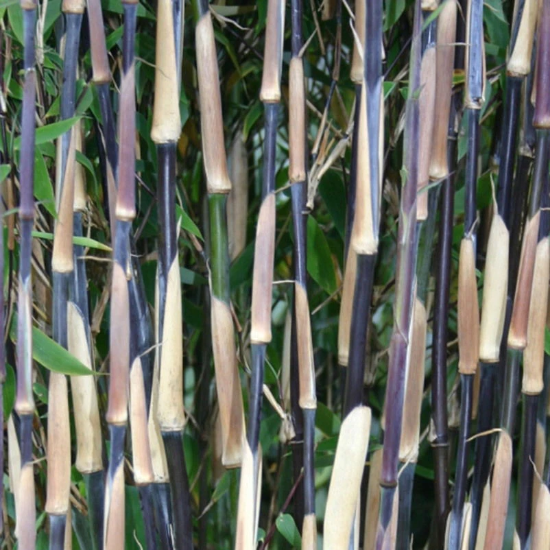 Roter Zebrabambus "Red Zebra"®, 15er-Set, Höhe 100-125 Cm, Topf 20 Liter – Bild 2