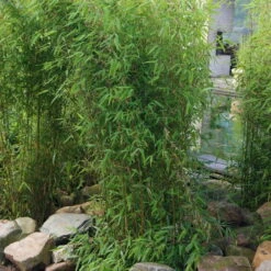 Aufrechter Gartenbambus 'Obelisk'(S), Höhe 80-100 Cm, Topf 10 Liter