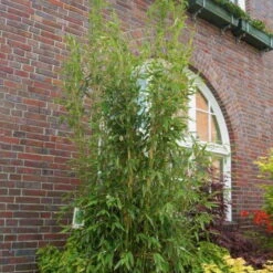 Säulenbambus 'Maasai'EUⓈ, 2er-Set, Höhe Ca. 80-100 Cm, Topf 10 Liter