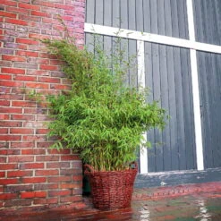 Bambus 'Malachite Monkeys'® EU-S, 2er-Set, Höhe Ca. 80-100 Cm, Topf 15 Liter