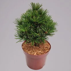 Zwergschirmtanne 'Kobito', Höhe 25-30 Cm, Topf 5 Liter