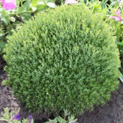 Kuschellebensbaum, Thuja Occ. 'Teddy', 12er-Set, Höhe 15-20 Cm, Topf 1,5 Liter