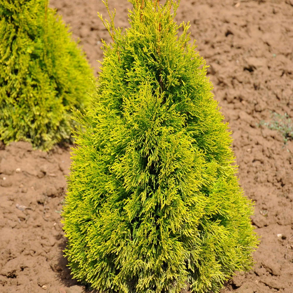 Heckenkonifere Thuja Occ. "Golden Smaragd"®, 50er-Set, Höhe 60-80 Cm, Topf 5 L