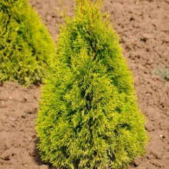 Thuja Occ. 'Golden Smaragd'®, Höhe 080/100, Im 15 Lt. Topf