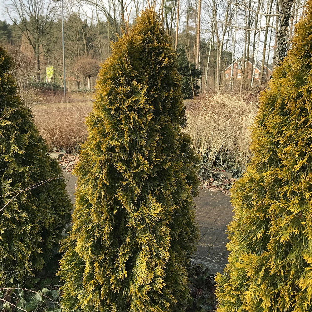 Heckenkonifere Thuja Occ. "Golden Smaragd"®, 50er-Set, Höhe 60-80 Cm, Topf 5 L – Bild 2