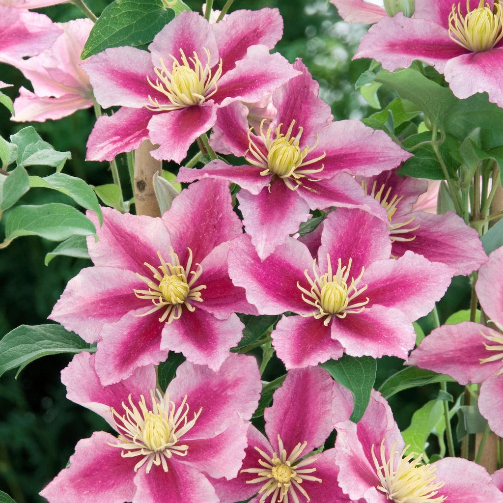 Clematis 'Piilu', 2er-Set, Rosa, Höhe 60-80 Cm, Topf 2 Liter