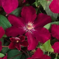 Clematis 'Rouge Cardinal', 2er-Set, Rot, Höhe 60-80 Cm, Topf 2 Liter