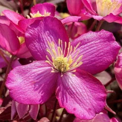 Frühjahrsblühende Waldrebe Clematis Montana 'Van Gogh' Rosa, Topf 2 L, 2er-Set