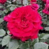 Stammrose 'Bellevue'®, Edelrose, Stammhöhe 60cm Im 7,5 Liter Topf