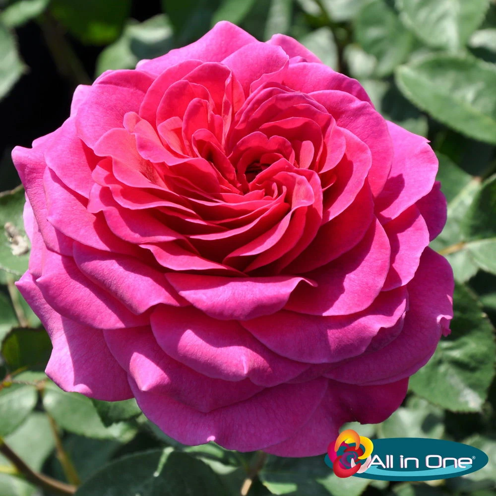 Duftende Edelrose 'Laudatio'®, Purpur Bis Pinkviolett, Topf 6 Liter