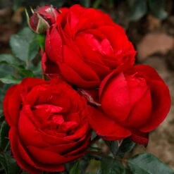 Stammrose 'Till Eulenspiegel®', Beetrose, Rot, Stammhöhe 60cm Im 7,5 Liter Topf