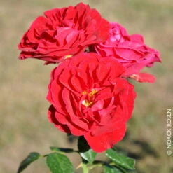 Strauchrose 'Tornella®', Samtrot, Topf 6 Liter