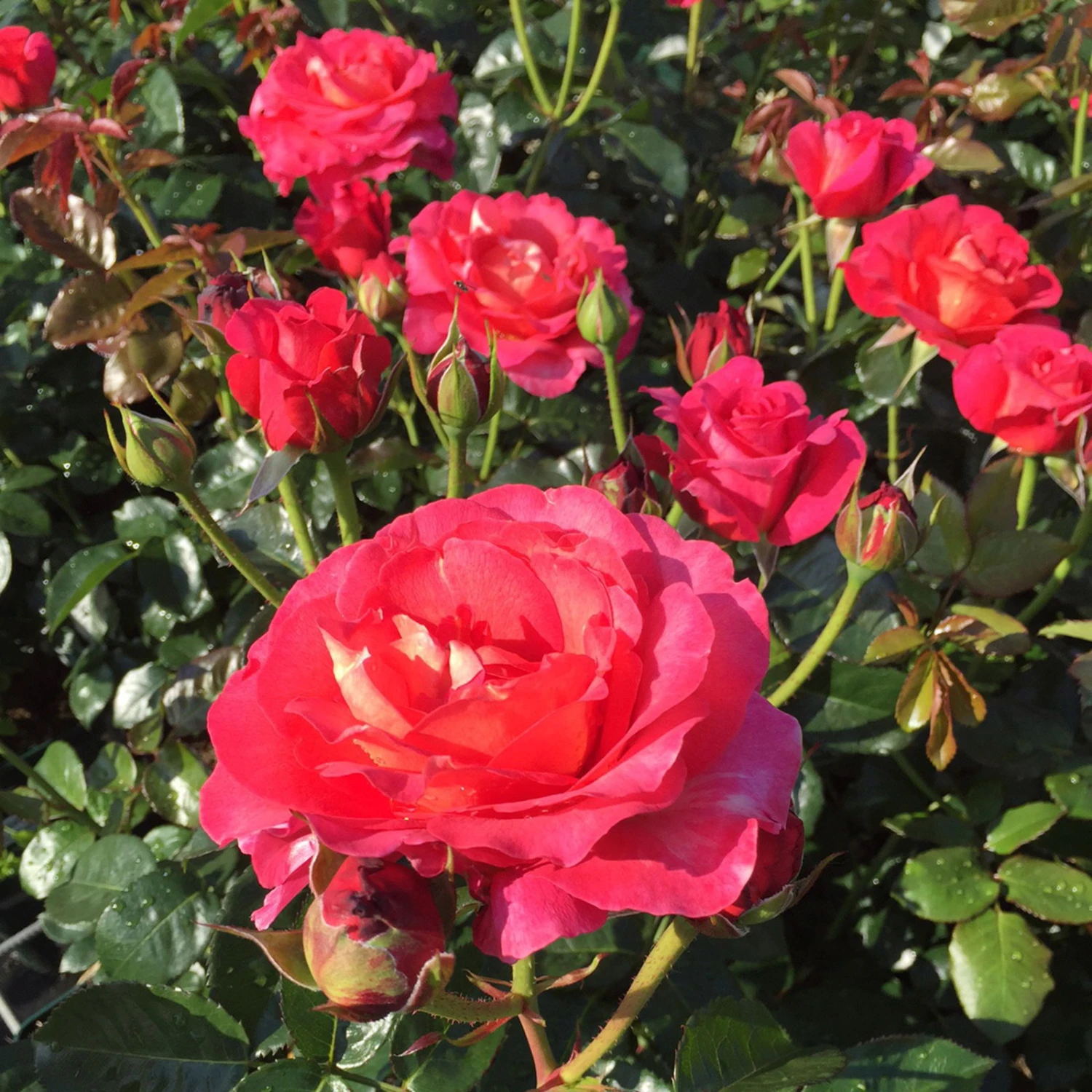 Duftende Strauchrose 'Noacks Classico'®, Pink, Topf 6 Liter – Bild 2