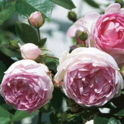Kletterrose 'Jasmina®', Violett-rosa, Topf 6 Liter