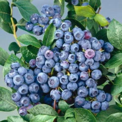 Heidelbeere 'Bluecrop', 4er-Set, Topf Je 2 Liter