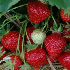 6er-Set Hummi® Erdbeere, Fragaria X Ananassa 'Rimona', Topf-Ø 9 Cm