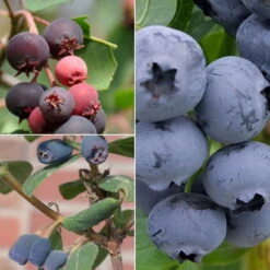 Gehölz-Set Naschobst, 3er-Set, Topf 3+5 Liter