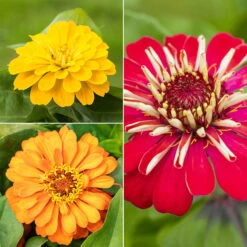 Zinnie, Farbe Nach Verfügbarkeit, Topf-Ø 12 Cm, 6er-Set