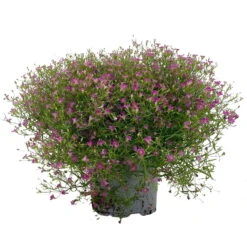 Schleierkraut Rosa, Topf-Ø 12/13 Cm