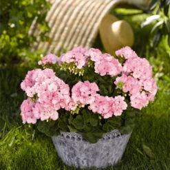 Geranie 'Green Idols Apple Blossom' Hellrosa, Stehend, Topf-Ø 13 Cm, 6er-Set