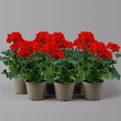 Geranie 'Dolce Vita Erik Orange/Sylvia Orange' Orangerot, Topf-Ø 13cm, 6er-Set